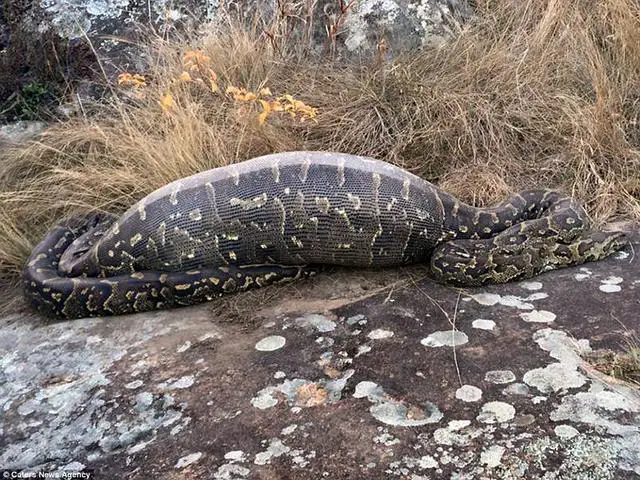 Giant Anaconda Died After Eating Another Snake