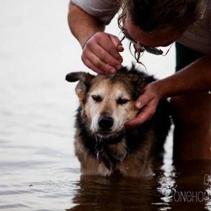 Câine-aflat-în-lac-cu-stăpânul-său