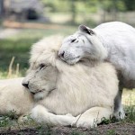 white-liger-cubs-1-feature