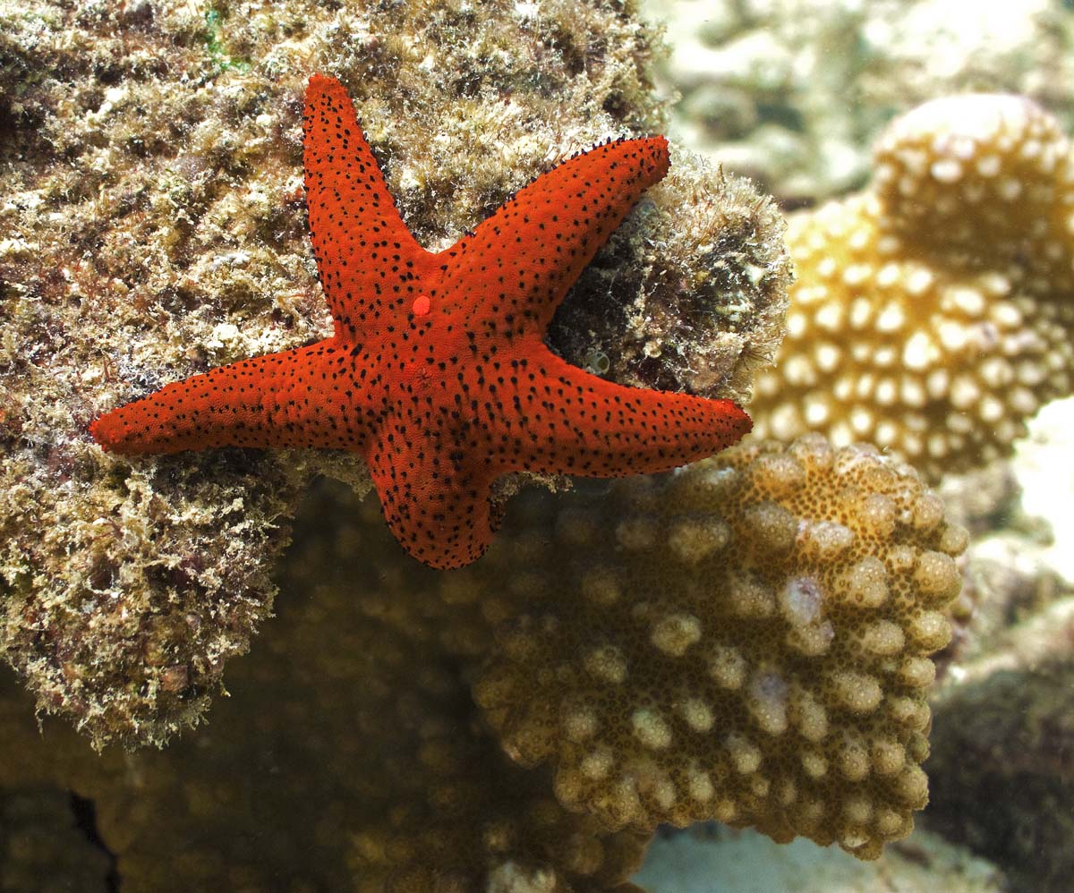 Starfish - Fromia milleporella - IMG_0759