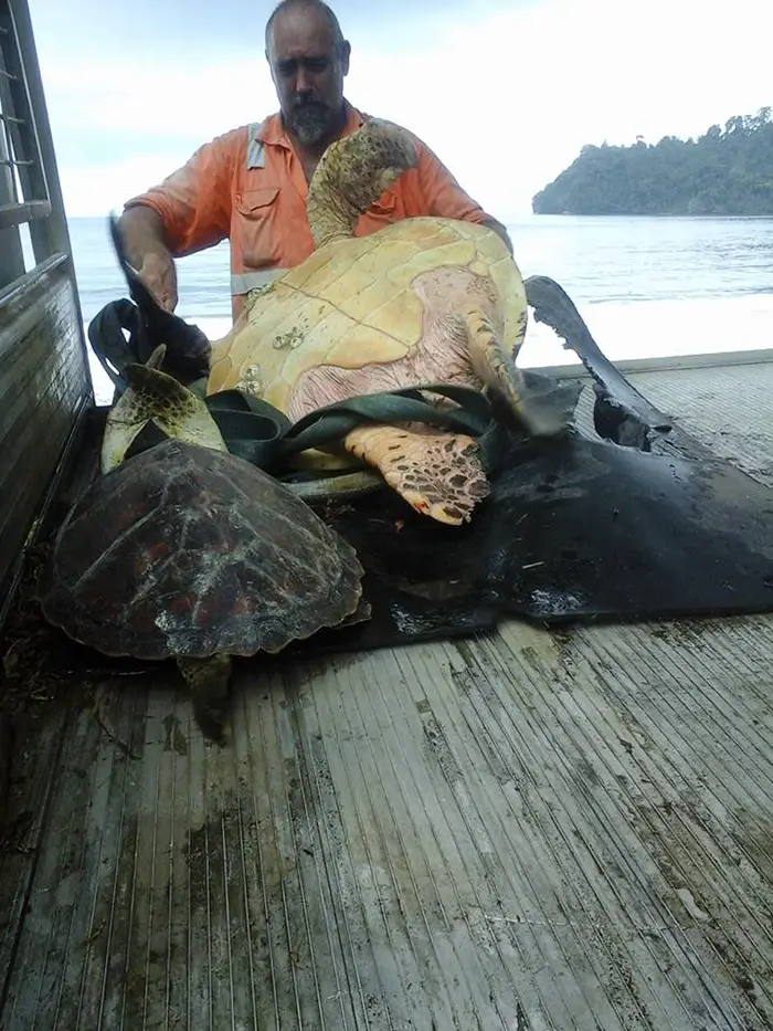 man-saves-sea-turtles-arron-culling-papua-new-guinea-5
