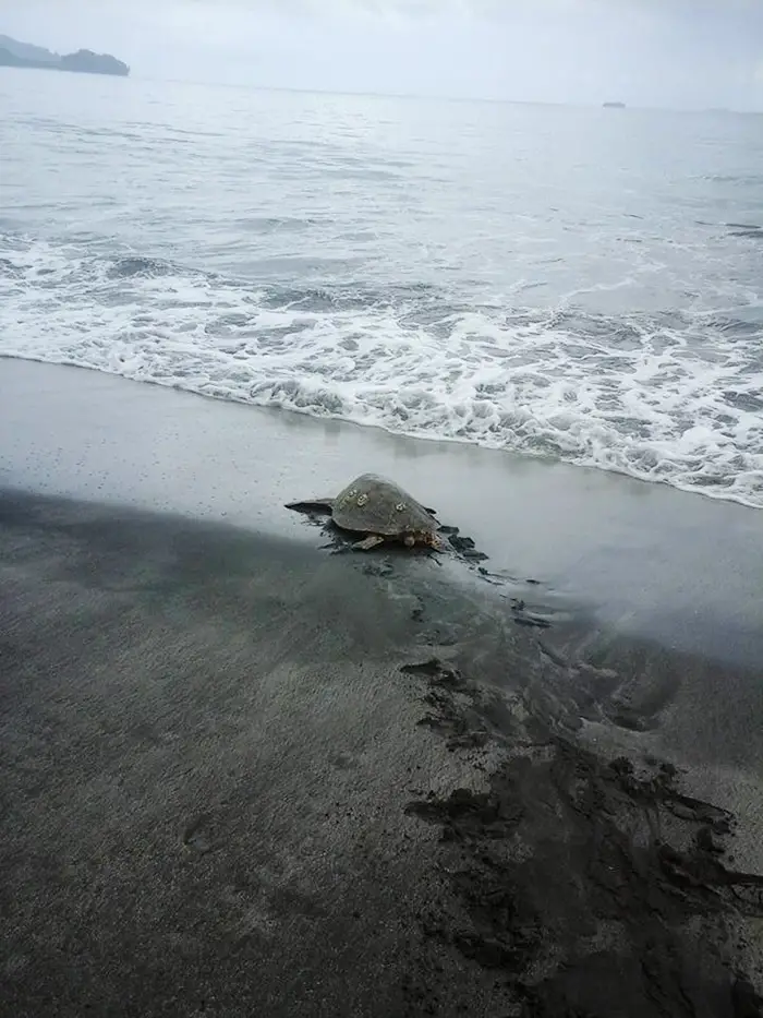 man-saves-sea-turtles-arron-culling-papua-new-guinea-7