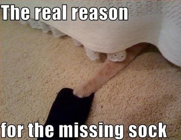 funny-cat-pics-the-real-reason-for-the-missing-sock