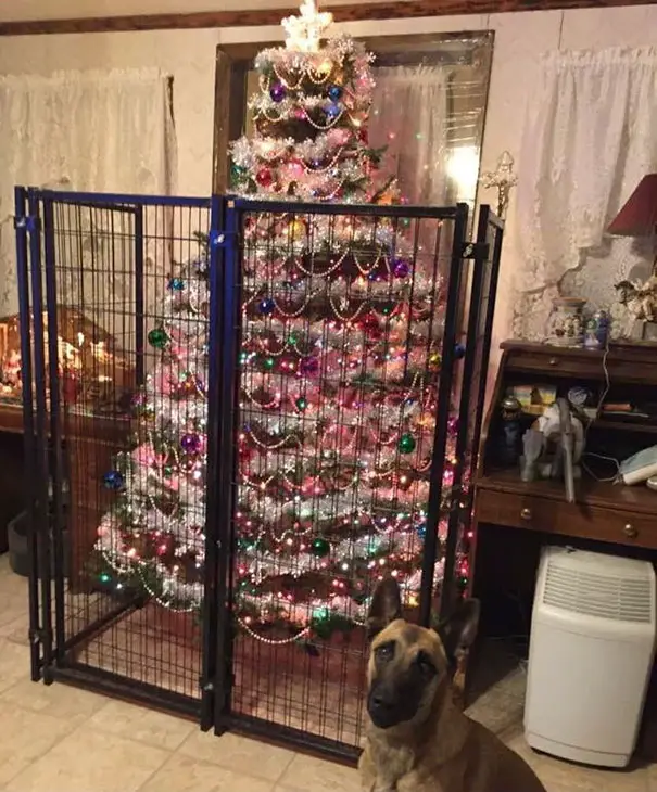 10 Hilarious Times Humans Had To Protect Their Christmas